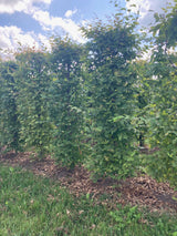 Parastais skabārdis (Carpinus Betulus) 120 cm