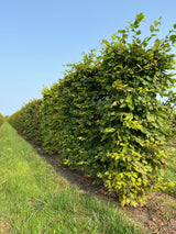 Skabārdis - Carpinus betulus dzīvžoga elements