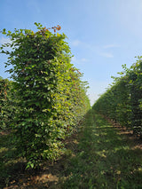Parastais skabārdis (Carpinus Betulus) 120 cm