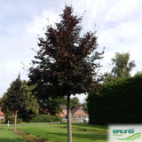 Dižskabārdis parastais (Fagus sylvatica 'Sämlinge') 60 x 100 x 200
