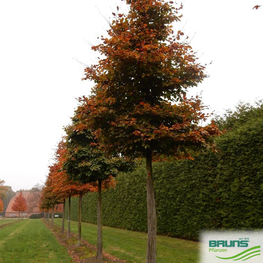 Dižskabārdis parastais (Fagus sylvatica 'Sämlinge') 60 x 100 x 200