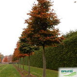 Dižskabārdis parastais (Fagus sylvatica 'Sämlinge') 60 x 100 x 200