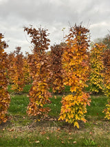 Dižskabārdis - Fagus sylvatica dzīvžoga elementi