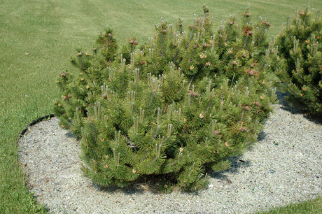 Kalnu priede (Pinus mugo var. Pumilio)