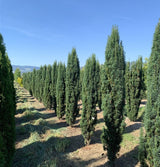 Parastā īve (Taxus Baccata) 100x80