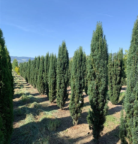 Parastā īve (Taxus Baccata) 100x80