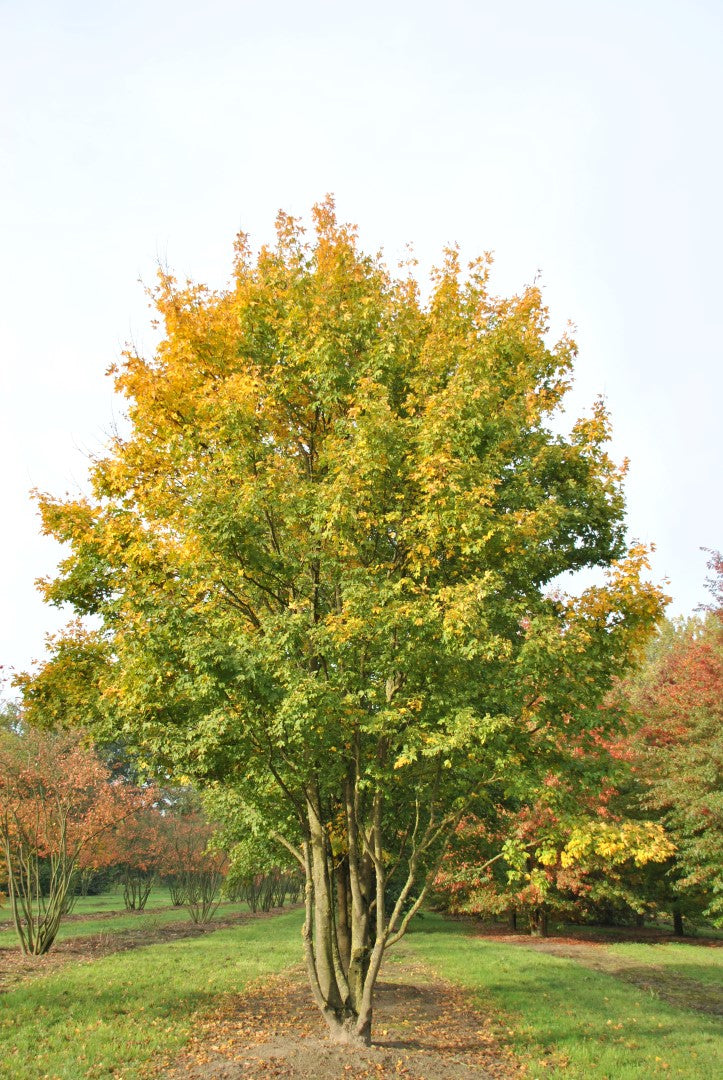 Lauku kļava (Acer Campestre) 100 x 200