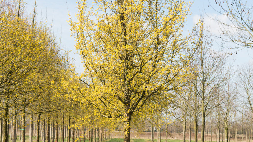 Kizils (Cornus Mas) 100 x 120