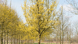 Kizils (Cornus Mas) 100 x 120