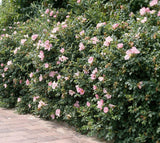 Rosa Rugosa 'Dagmar hastrup'