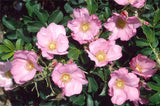 Rosa Rugosa 'Dagmar hastrup'