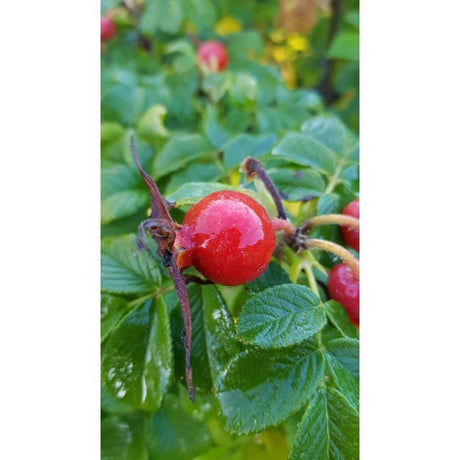 Rosa Rugosa 'Dagmar hastrup'