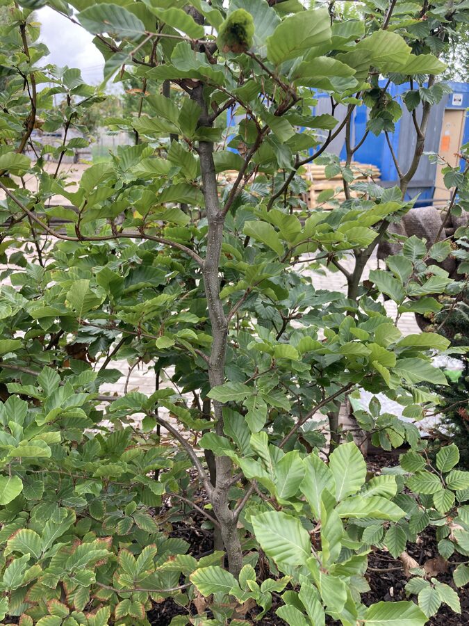 Dižskabārdis parastais (Fagus sylvatica) 200