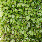 Dižskabārdis parastais (Fagus sylvatica) 200