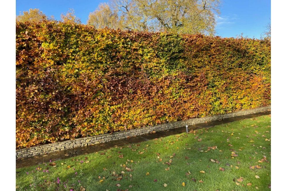 Dižskabārdis parastais (Fagus sylvatica) 200