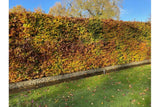 Dižskabārdis parastais (Fagus sylvatica) 200