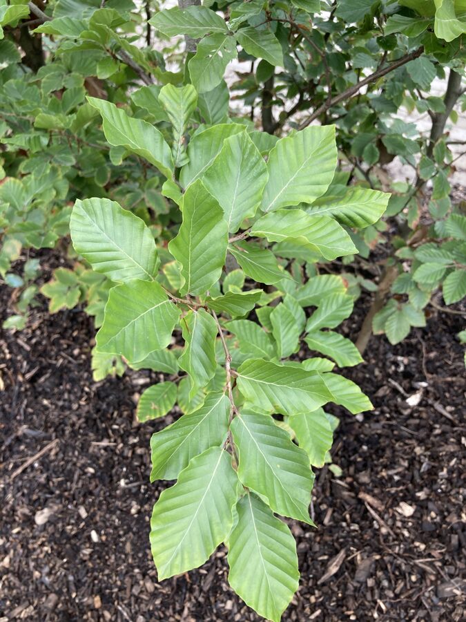 Dižskabārdis parastais (Fagus sylvatica) 200
