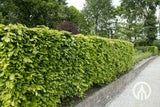 Dižskabārdis parastais (Fagus sylvatica) 100 x 150