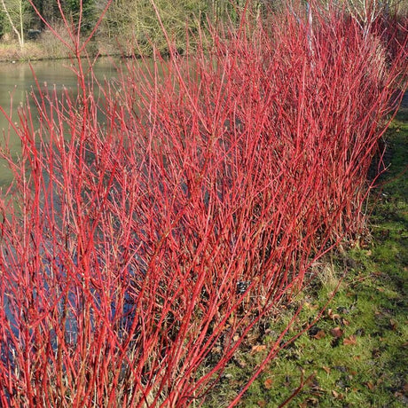 Baltais grimoinis (Cornus alba 'Aurea')
