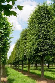 Parastais skabārdis (Carpinus Betulus) Špalera