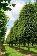 Parastais skabārdis (Carpinus Betulus) Špalera