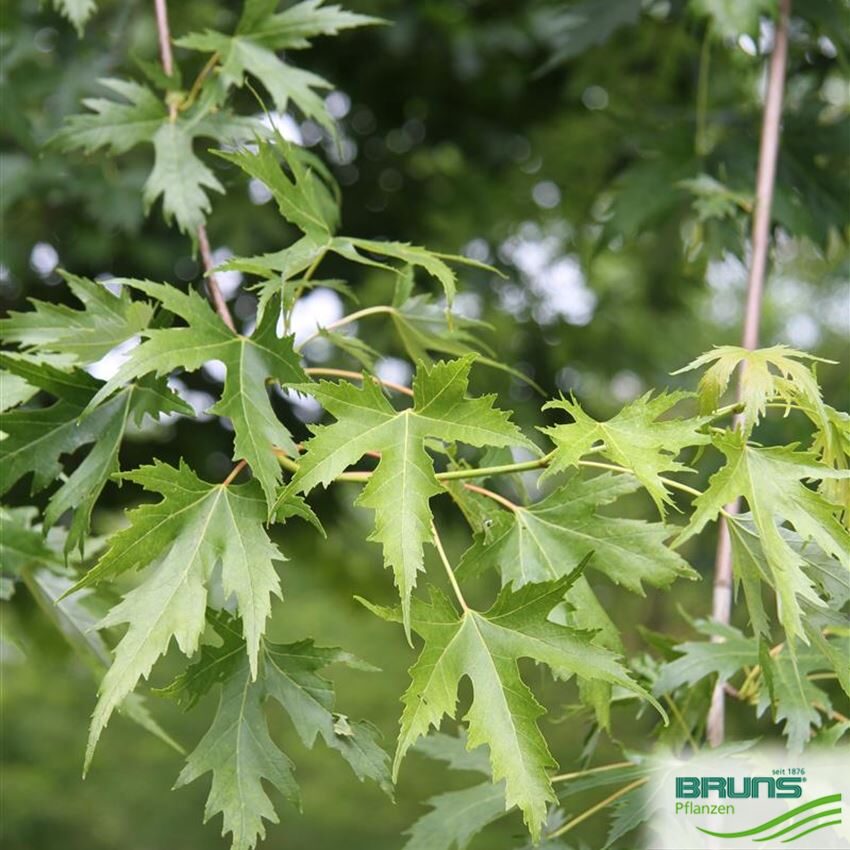 Sudraba kļava (Acer saccharinum 'wieri') 20-25