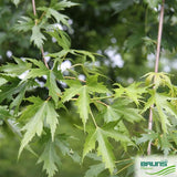 Sudraba kļava (Acer saccharinum 'wieri') 20-25
