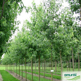 Sudraba kļava (Acer saccharinum 'wieri') 20-25