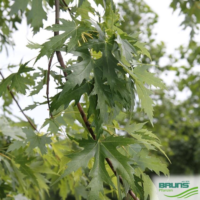 Sudraba kļava (Acer saccharinum 'wieri') 20-25