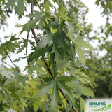 Sudraba kļava (Acer saccharinum 'wieri') 20-25