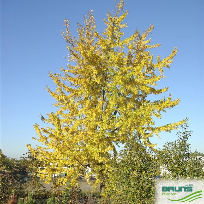 Sudraba kļava (Acer saccharinum 'wieri') 20-25