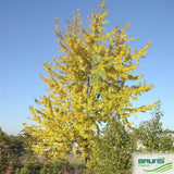 Sudraba kļava (Acer saccharinum 'wieri') 20-25