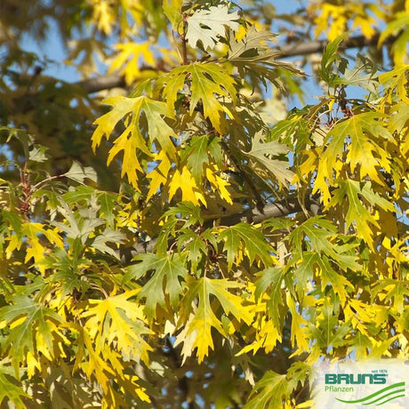 Sudraba kļava (Acer saccharinum 'wieri') 20-25