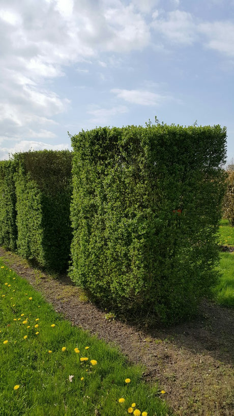 Parastais ligustrs (Ligustrum vulgare 'Atrovirens') 60 x 80 x 200
