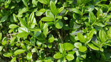 Parastais ligustrs (Ligustrum vulgare 'Atrovirens') 60 x 80 x 200