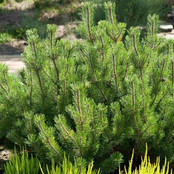 Kalnu priede (Pinus mugo var. Pumilio)