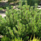 Kalnu priede (Pinus mugo var. Pumilio)