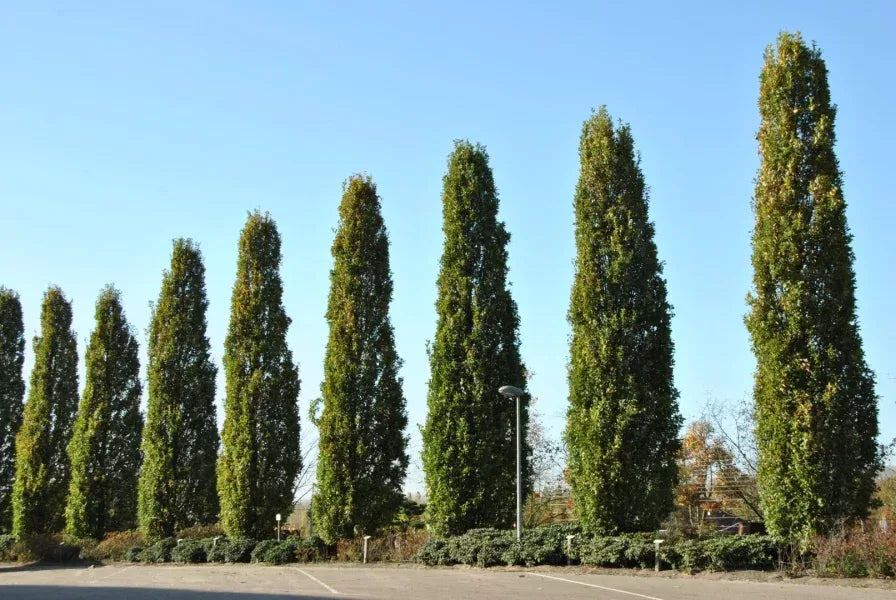 Piramidālie ozoli (Quercus robur 'Fastigiata Koster') 3- 3,5 m