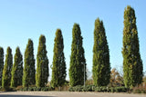 Piramidālie ozoli (Quercus robur 'Fastigiata Koster') 3- 3,5 m