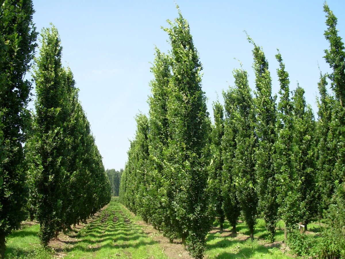 Piramidālie ozoli (Quercus robur 'Fastigiata Koster') 3- 3,5 m