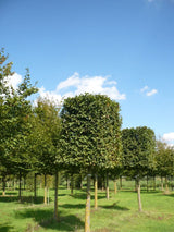Parastais skabārdis (Carpinus Betulus) Špalera