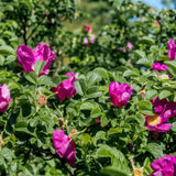 Rievainā roze (Rosa rugosa ‘Rubra’ )