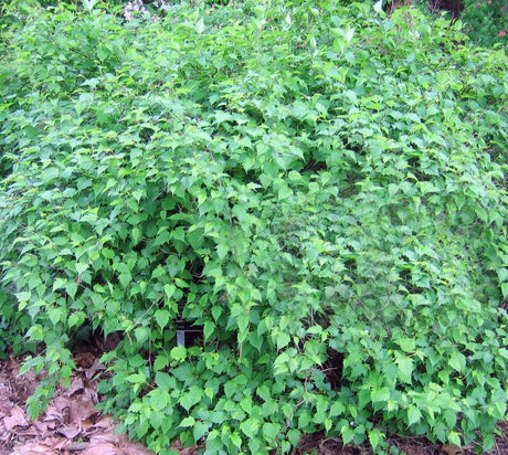 Tanakas stefanandra (Stephanandra tanakae)